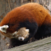 Album - vörös panda