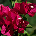 Murvafürt (Bougainvillea)