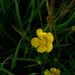 Kúszó boglárka/Ranunculus repens