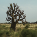 Mali009 - baobab fa Maliban
