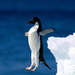 Leap Of Faith, Adelie Penguin