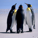 pingvin-022