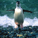 pingvin-038