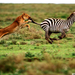 Az utols� ugr�s-n�st�ny oroszl�n �s zebra