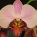 orchidea