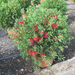 CALLISTEMON LAEVIS BALL C15L 01