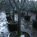 FICUS CARICA XXTRA C230L