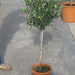 OLEA EUROPEA 1-2T 6L