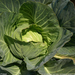 cabbage-india-sw (Medium)