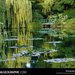 monet-pond-85085-sw (Medium)