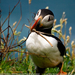 puffin-skomer-island-072809-sw (Medium)