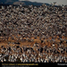 sandhill-cranes-66489-sw (Medium)