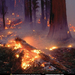 sequoia-forest-fire-505503-sw (Medium)