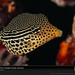 striped-boxfish-indonesia-977797-sw (Medium)