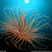 tube-anemone-bali-sw (Medium)