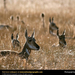 antelope-pronghorn-herd (Medium)