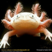 axolotl (Medium)