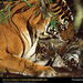 bengal-tiger-sita-cub (Medium)