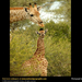 giraffe-teen (Medium)