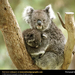 koala-cub (Medium)