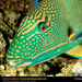 parrot-fish (Medium)