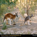 red-kangaroos-male-female (Medium)