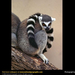 ring-tailed-lemur-tail-wrapped (Medium)