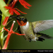 ruby-throat-hummingbird (Medium)