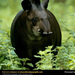 tapir (Medium)