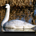 tundra-swan-sw (Medium)