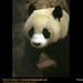 giant-panda-closeup (Medium)