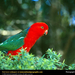 king-parrot (Medium)