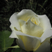 Fehér rózsa illatos