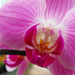 orhidea közeli lila