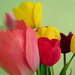 tulipánok22-1