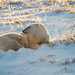 bay-polar-bears-492292-ga