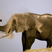 elephant-dust-bath-683922-ga