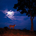 full-moon-cheetah-644180-ga