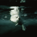 harp-seal-canada-gulf-749223-ga