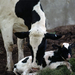 newborn-calf-canada-252383-ga