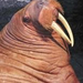 walrus2