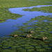 aerial-view-elephants-kenya-981243-ga