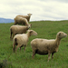 shorn-sheep-california-462896-ga