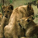 african-lioness-grooming-cubs