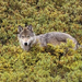 normal Tundra of Alaska, Gray Wolf