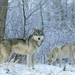 normal Winter Land Wolves