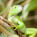 iguana-sittee-river-1047723-ga