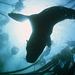 seal-kelp-south-africa-707637-ga