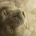 weddell-seal-sleeping