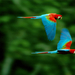 pair-macaws-sartore-643975-ga